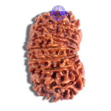 Load image into Gallery viewer, 14 Mukhi Nepalese Rudraksha - Bead No. 309