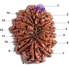 Load image into Gallery viewer, 14 Mukhi Nepalese Rudraksha - Bead No. 317