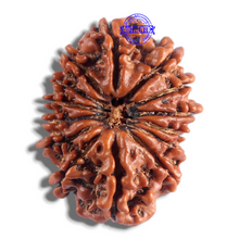 Load image into Gallery viewer, 14 Mukhi Nepalese Rudraksha - Bead No. 317