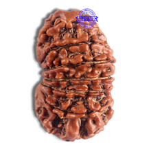 Load image into Gallery viewer, 14 Mukhi Nepalese Rudraksha - Bead No. 317
