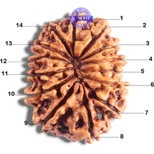 Load image into Gallery viewer, 14 Mukhi Nepalese Rudraksha - Bead No. 326