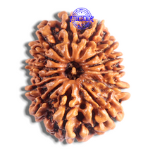Load image into Gallery viewer, 14 Mukhi Nepalese Rudraksha - Bead No. 326
