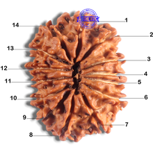Load image into Gallery viewer, 14 Mukhi Nepalese Rudraksha - Bead No. 327