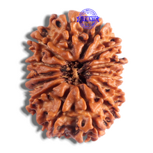 Load image into Gallery viewer, 14 Mukhi Nepalese Rudraksha - Bead No. 327