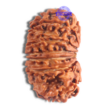 Load image into Gallery viewer, 14 Mukhi Nepalese Rudraksha - Bead No. 327