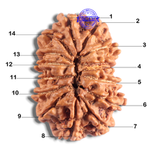 Load image into Gallery viewer, 14 Mukhi Nepalese Rudraksha - Bead No. 329
