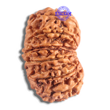 Load image into Gallery viewer, 14 Mukhi Nepalese Rudraksha - Bead No. 329