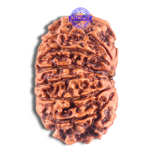 Load image into Gallery viewer, 14 Mukhi Nepalese Rudraksha - Bead No. 332