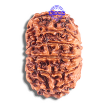 Load image into Gallery viewer, 14 Mukhi Nepalese Rudraksha - Bead No. 332