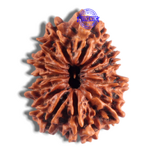 Load image into Gallery viewer, 14 Mukhi Nepalese Rudraksha - Bead No. 334