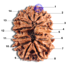 Load image into Gallery viewer, 14 Mukhi Nepalese Ganesh Rudraaksha - Bead No. 336