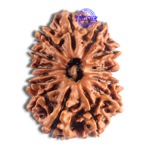 Load image into Gallery viewer, 14 Mukhi Nepalese Ganesh Rudraaksha - Bead No. 336