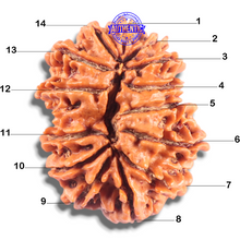Load image into Gallery viewer, 14 Mukhi Nepalese Rudraksha - Bead No. 348