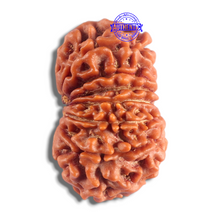 Load image into Gallery viewer, 14 Mukhi Nepalese Rudraksha - Bead No. 364