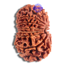 Load image into Gallery viewer, 14 Mukhi Nepalese Rudraksha - Bead No. 365