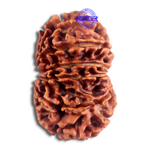 Load image into Gallery viewer, 14 Mukhi Nepalese Rudraksha - Bead No. 365