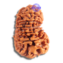 Load image into Gallery viewer, 14 Mukhi Nepalese Rudraksha - Bead No. 366