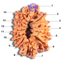 Load image into Gallery viewer, 14 Mukhi Nepalese Rudraksha - Bead No. 370