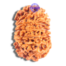 Load image into Gallery viewer, 14 Mukhi Nepalese Rudraksha - Bead No. 370