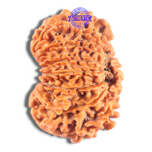 Load image into Gallery viewer, 14 Mukhi Nepalese Rudraksha - Bead No. 370