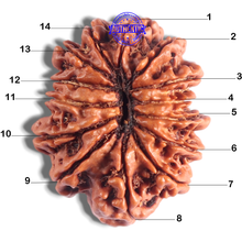 Load image into Gallery viewer, 14 Mukhi Nepalese Rudraksha - Bead No. 378