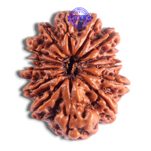 Load image into Gallery viewer, 14 Mukhi Nepalese Rudraksha - Bead No. 378