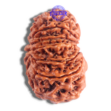 Load image into Gallery viewer, 14 Mukhi Nepalese Rudraksha - Bead No. 378