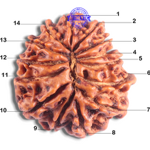 Load image into Gallery viewer, 14 Mukhi Nepalese Rudraksha - Bead No. 379