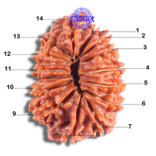 Load image into Gallery viewer, 14 Mukhi Nepalese Rudraksha - Bead No. 380