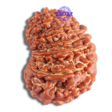 Load image into Gallery viewer, 14 Mukhi Nepalese Rudraksha - Bead No. 383