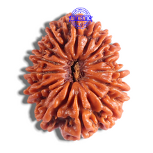 Load image into Gallery viewer, 14 Mukhi Nepalese Rudraksha - Bead No. 393