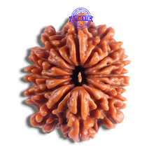 Load image into Gallery viewer, 14 Mukhi Nepalese Rudraksha - Bead No. 395