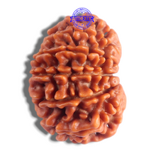 Load image into Gallery viewer, 14 Mukhi Nepalese Rudraksha - Bead No. 395