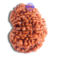 Load image into Gallery viewer, 14 Mukhi Nepalese Rudraksha - Bead No. 395