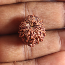Load image into Gallery viewer, 14 mukhi Indonesian Rudraksha - Bead No.424