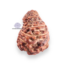 Load image into Gallery viewer, 14 mukhi Indonesian Rudraksha - Bead No.424