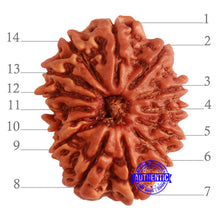 Load image into Gallery viewer, 14 Mukhi Nepalese Rudraksha - Bead No. 274