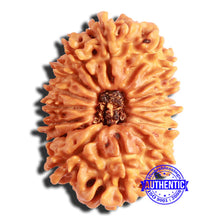 Load image into Gallery viewer, 14 Mukhi Nepalese Rudraksha - Bead No. 311