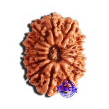 Load image into Gallery viewer, 14 Mukhi Nepalese Rudraksha - Bead No. 301
