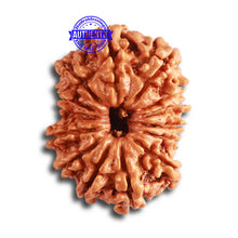Load image into Gallery viewer, 14 Mukhi Nepalese Rudraksha - Bead No. 314