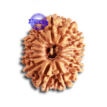 Load image into Gallery viewer, 14 Mukhi Nepalese Rudraksha - Bead No. 325