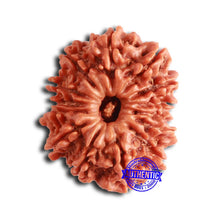 Load image into Gallery viewer, 14 Mukhi Nepalese Rudraksha - Bead No. 356