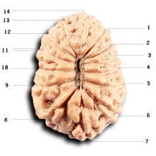 Load image into Gallery viewer, 14 mukhi Indonesian Rudraksha - Bead No. 365