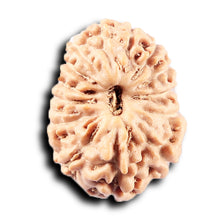 Load image into Gallery viewer, 14 mukhi Indonesian Rudraksha - Bead No. 365