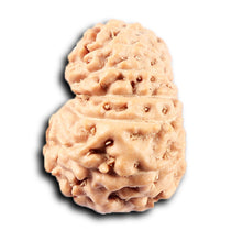Load image into Gallery viewer, 14 mukhi Indonesian Rudraksha - Bead No. 365