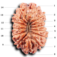 Load image into Gallery viewer, 14 mukhi Indonesian Rudraksha - Bead No. 366