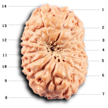 Load image into Gallery viewer, 14 mukhi Indonesian Rudraksha - Bead No. 367