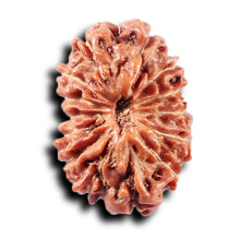Load image into Gallery viewer, 14 mukhi Indonesian Rudraksha - Bead No. 366