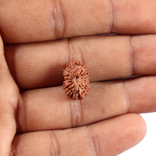 Load image into Gallery viewer, 14 mukhi Indonesian Rudraksha - Bead No. 366