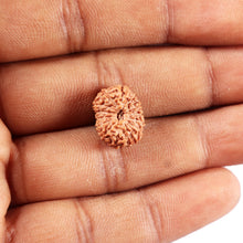 Load image into Gallery viewer, 14 mukhi Indonesian Rudraksha - Bead No. 367